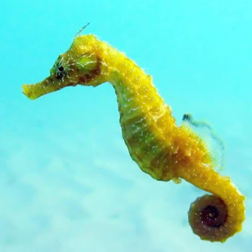 Meet your Posher, Seashell9933